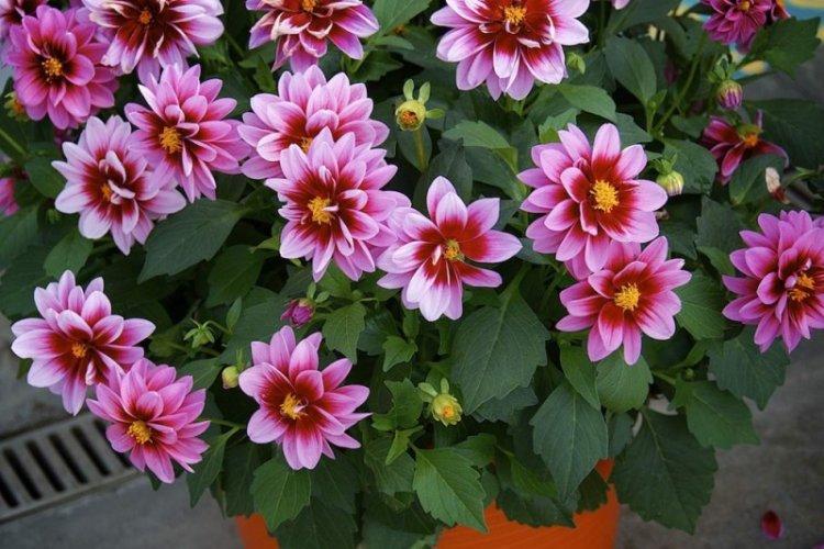 Общая информация - Георгины