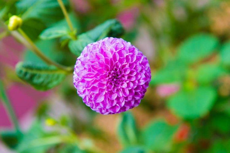 Георгины помпонные - Виды георгинов