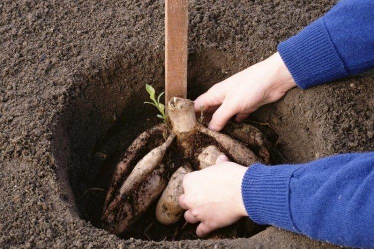 Почва - Уход за георгинами