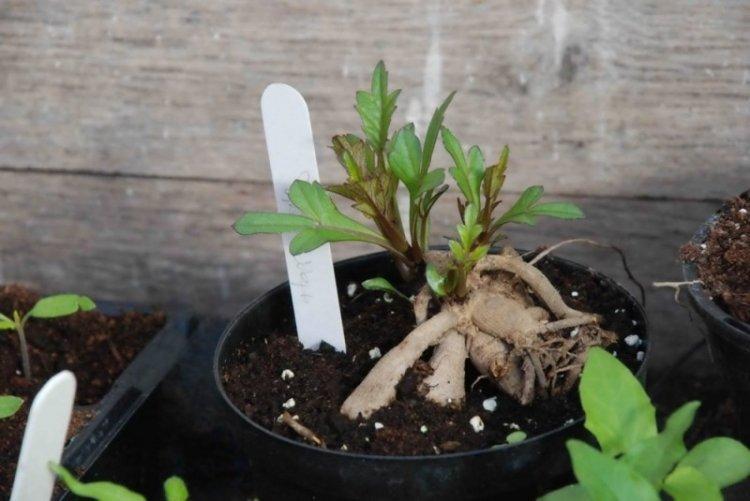 Удобрения и подкормка - Уход за георгинами