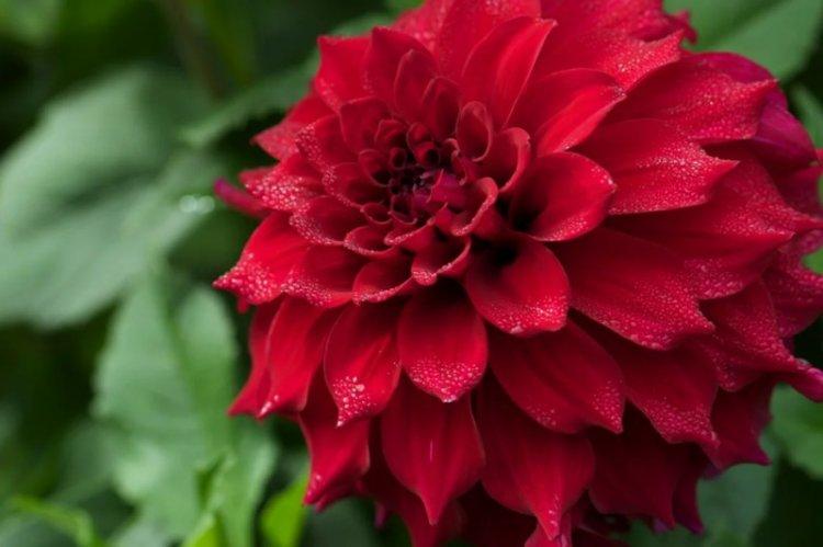 Георгины - фото