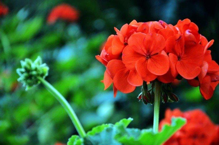 Температура воздуха - Герань уход в домашних условиях