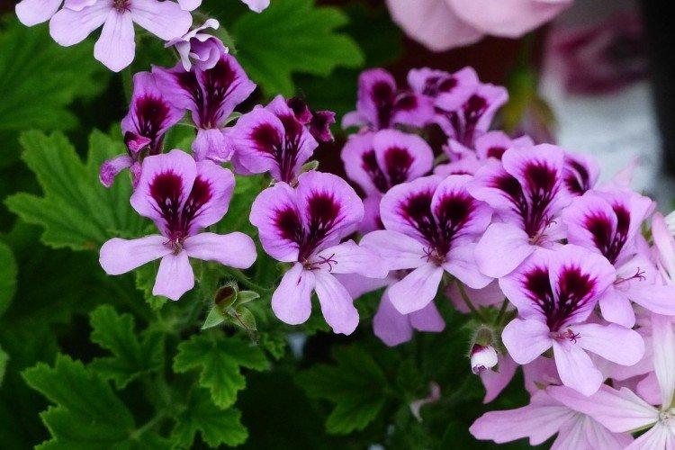 Важно - Герань уход в домашних условиях