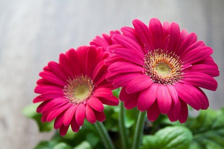 Гербера Альдебаран - Виды герберы