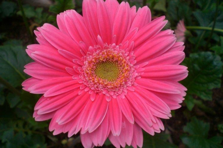 Гербера Голливуд - Виды герберы