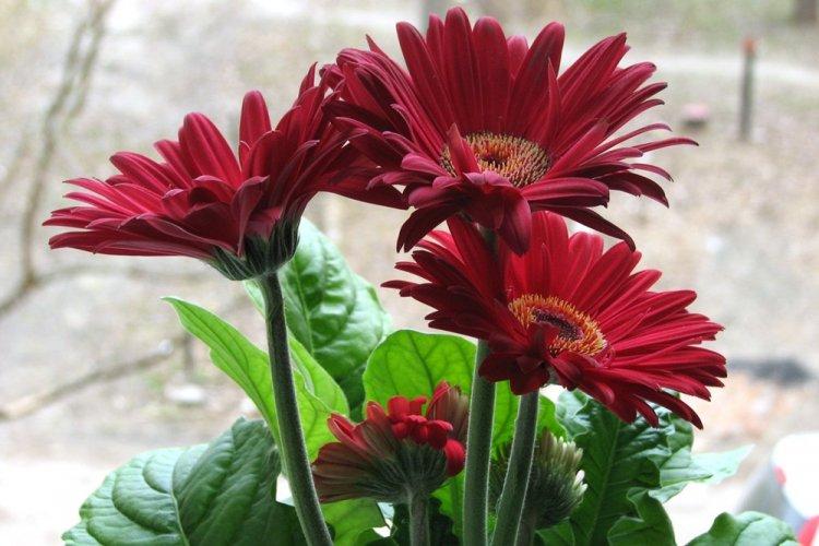 Температура - Уход за герберой