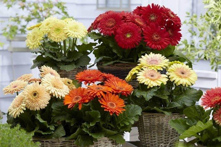 Освещение - Уход за герберой