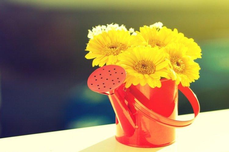 Полив - Уход за герберой