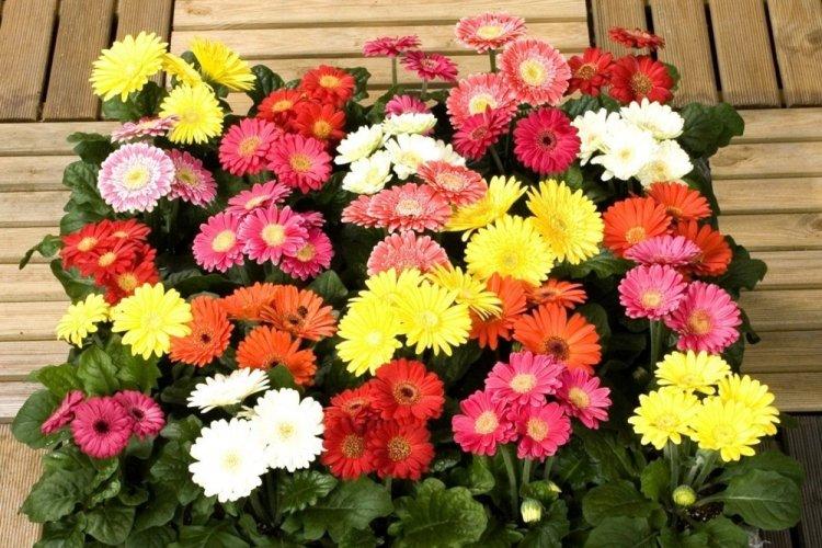 Гербера - фото