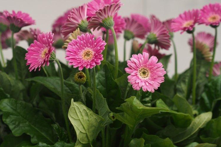 Гербера - фото