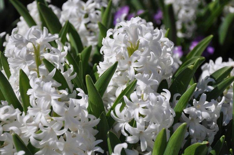 Беловатый восточный гиацинт - Виды гиацинтов