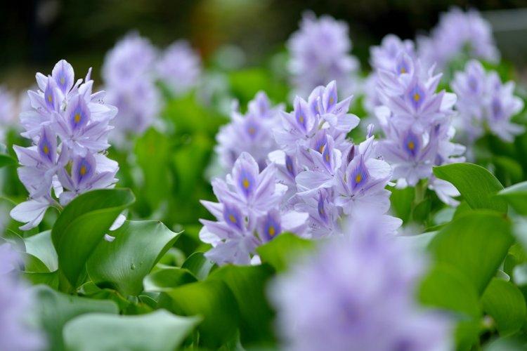 Водный гиацинт - Виды гиацинтов