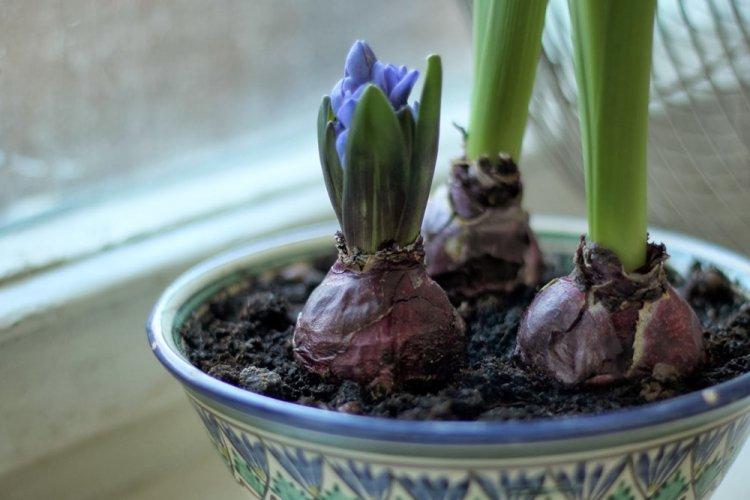 Температура - Уход за гиацинтом