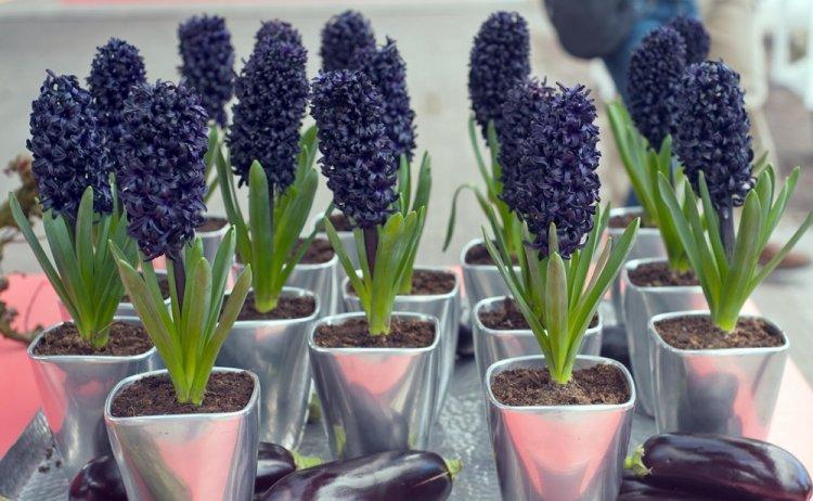 Полив - Уход за гиацинтом