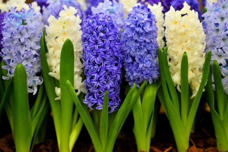 Гиацинт - фото