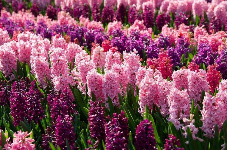 Гиацинт - фото