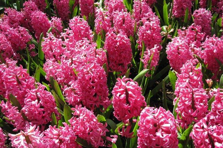 Гиацинт - фото