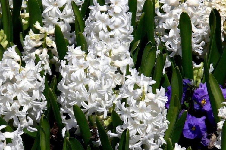 Гиацинт - фото