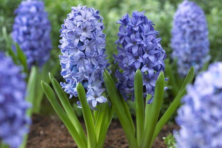 Гиацинт - фото