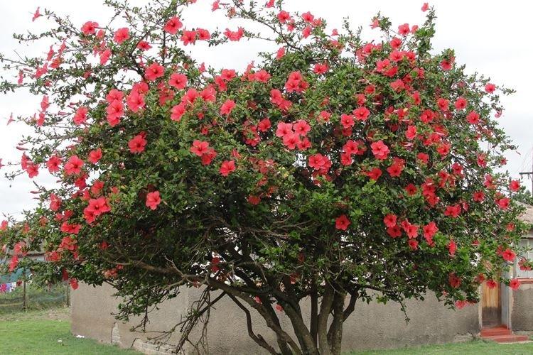 Общая информация - Гибискус