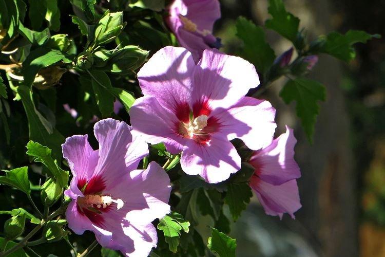 Сирийский гибискус - Виды гибискуса