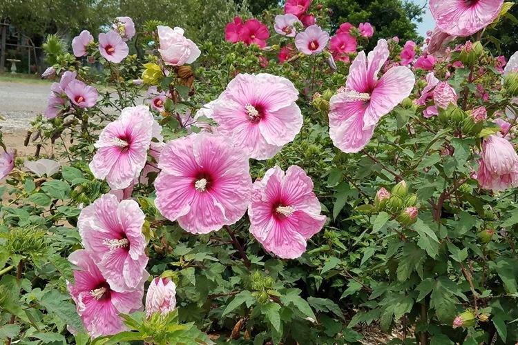 Болотный гибискус - Виды гибискуса