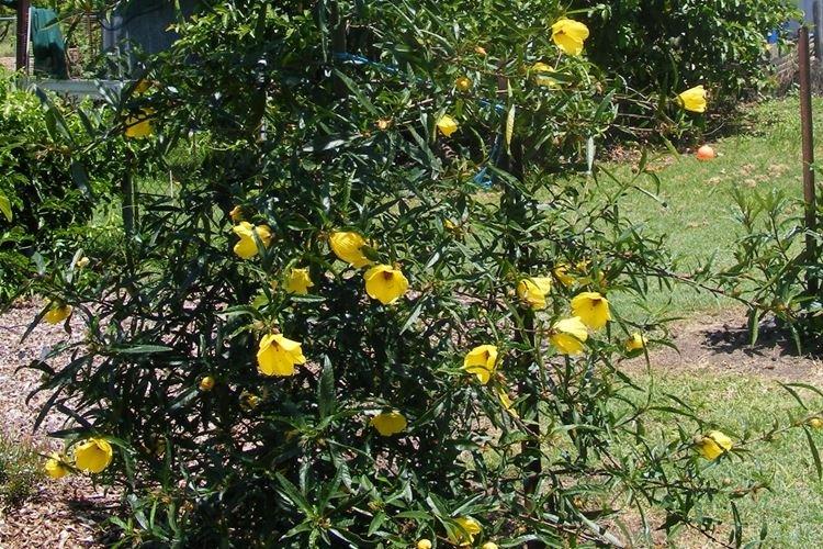 Растопыренный гибискус - Виды гибискуса