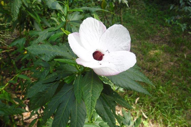 Разнолистковый гибискус - Виды гибискуса