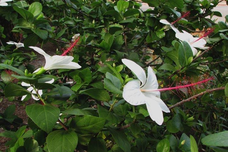 Гибискус Арнотти - Виды гибискуса