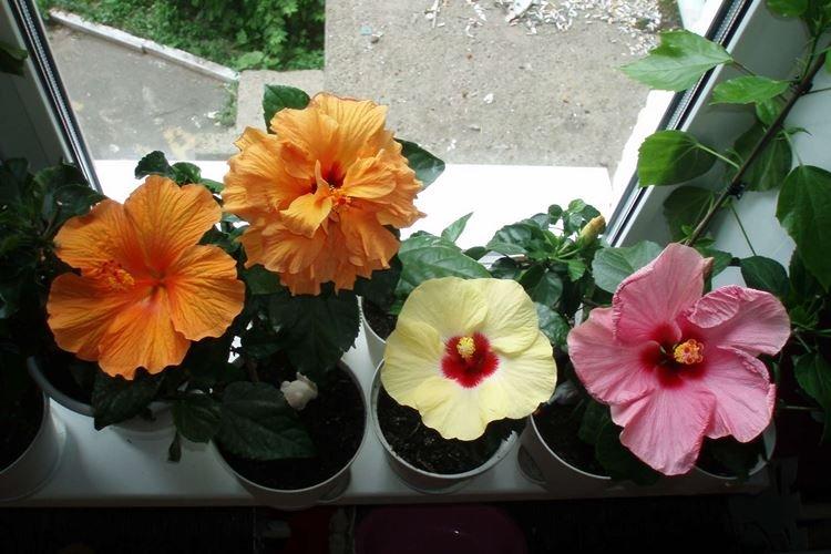 Температура - Уход за гибискусом