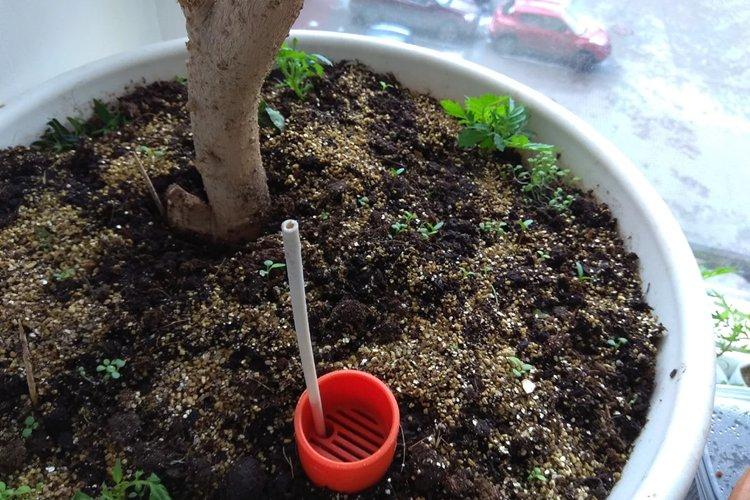 Почва - Уход за гибискусом