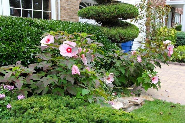 Удобрения и подкормка - Уход за гибискусом