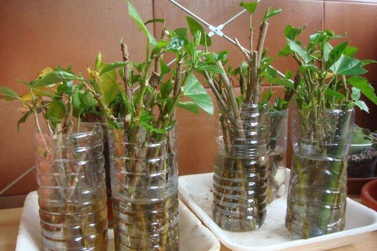 Пересадка и размножение - Уход за гибискусом