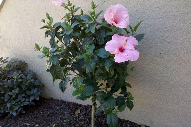 Обрезка - Уход за гибискусом