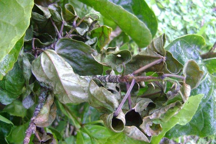 Борьба с вредителями и болезнями - Гибискус