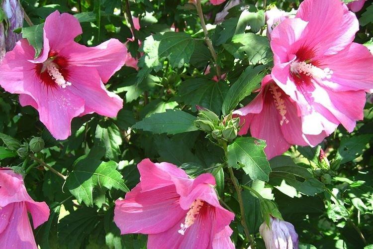 Гибискус - фото