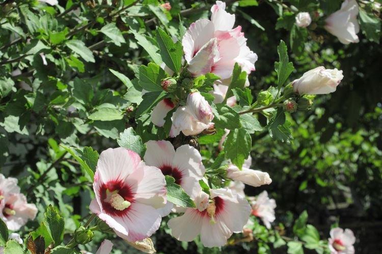 Гибискус - фото