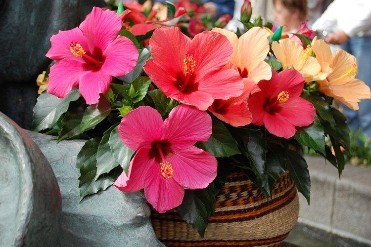 Гибискус - фото