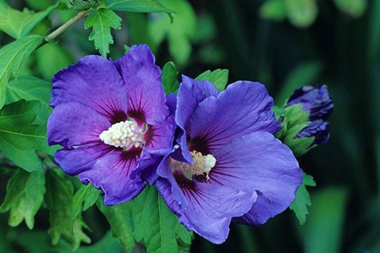 Гибискус - фото