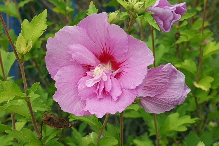 Гибискус - фото