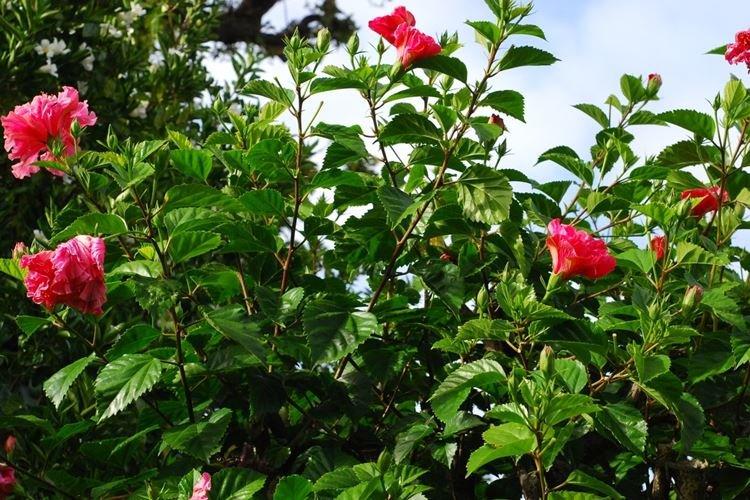 Гибискус - фото