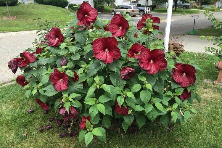 Гибискус - фото