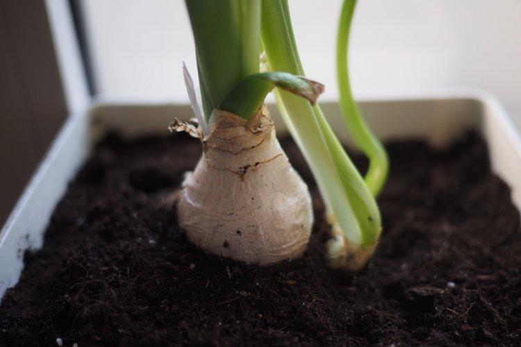 Полив - Уход за гиппеаструмом