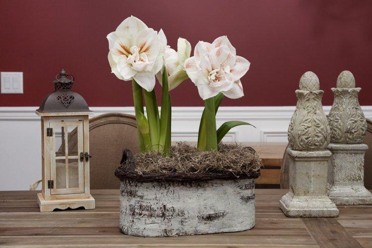 Гиппеаструм - фото