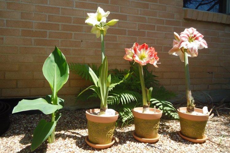 Гиппеаструм - фото