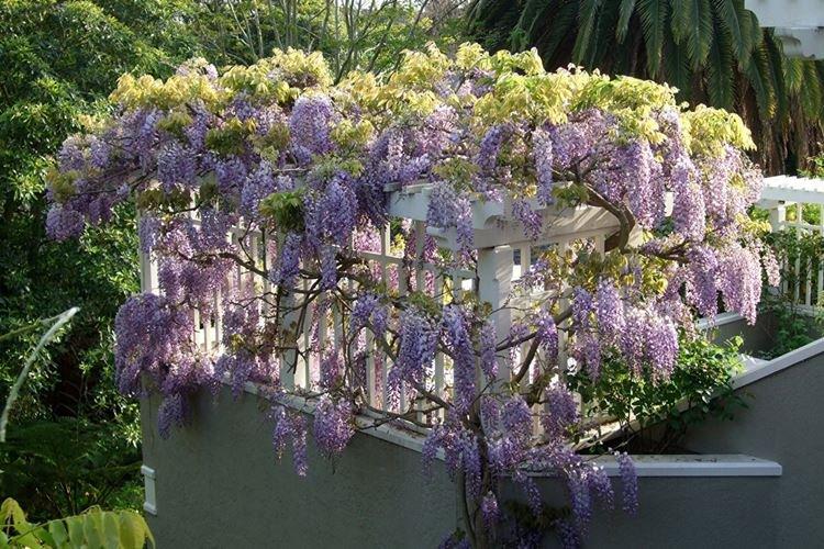 Глициния пышноцветная