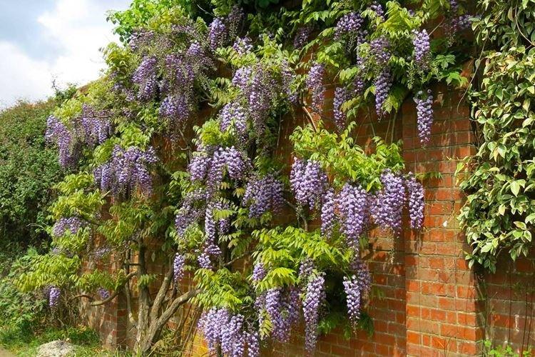 Освещение - Уход за глицинией