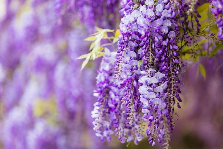 Глициния - фото