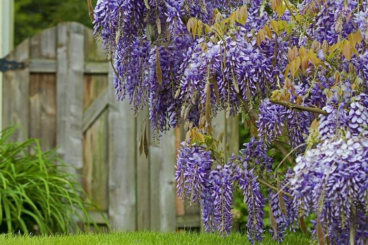 Глициния - фото