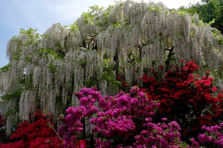 Глициния - фото